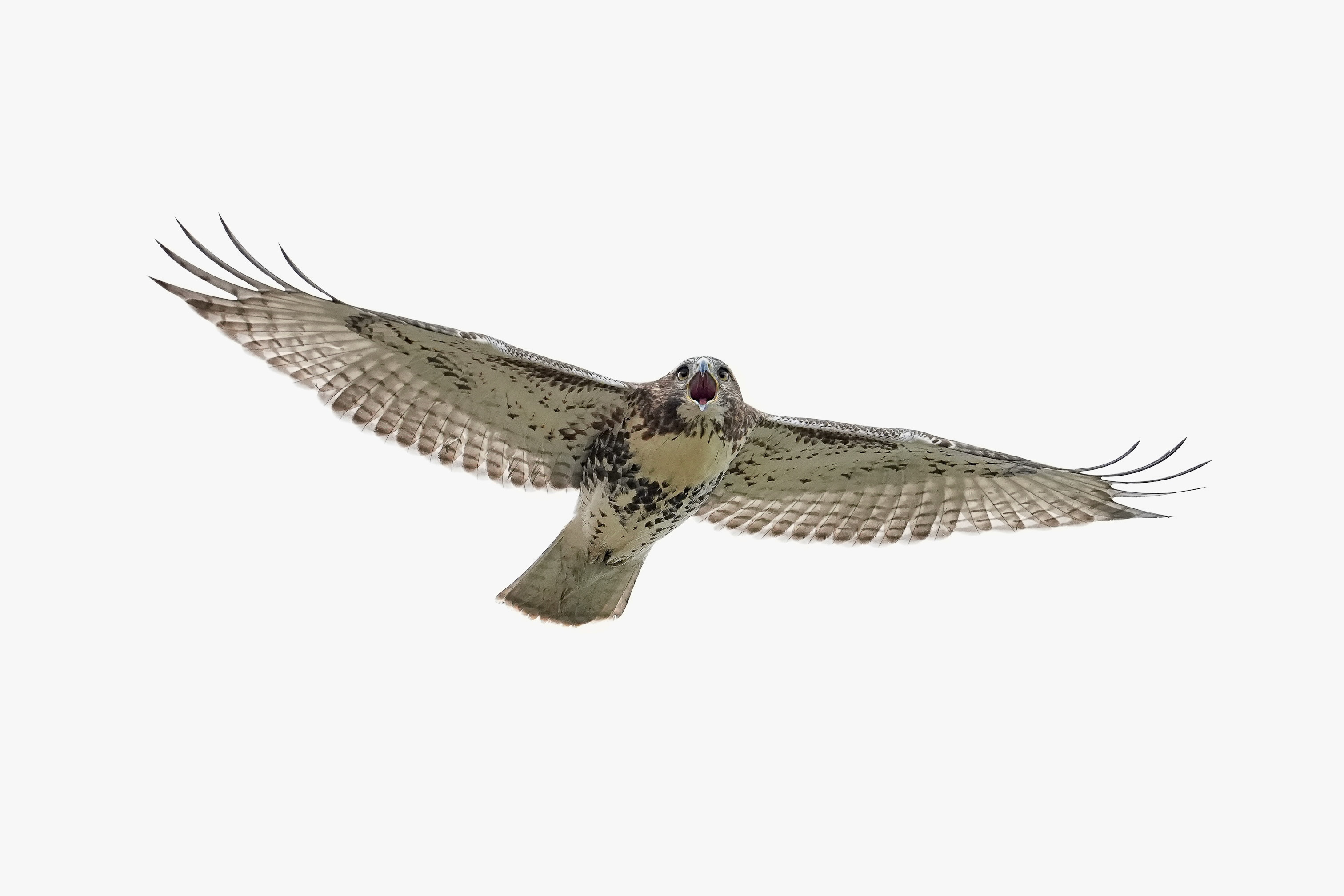 Red-tailed Hawks O1 and O2